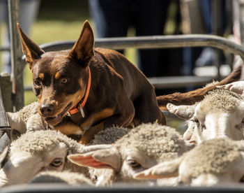 Close-up of dog