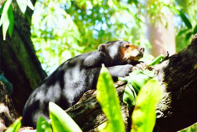 Low angle view of a squirrel on tree