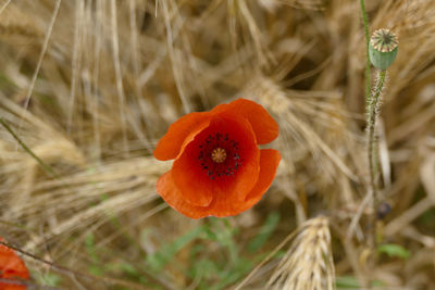 Close-up of poppy on field