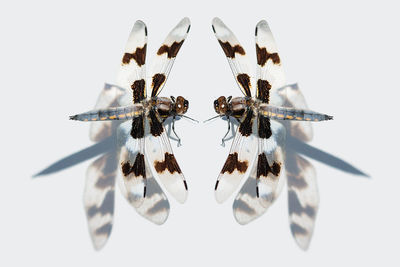 Close-up of insect over white background