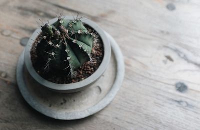 High angle view of succulent plant on table