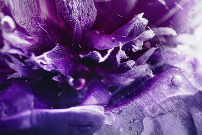 Full frame shot of wet purple flowering plant