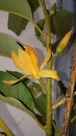 Close-up of day lily plant