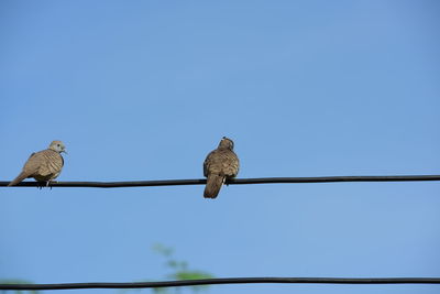 Low angle view of birds perching on cable against clear sky