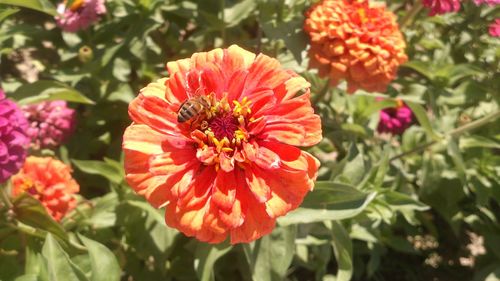 Close-up of red flower