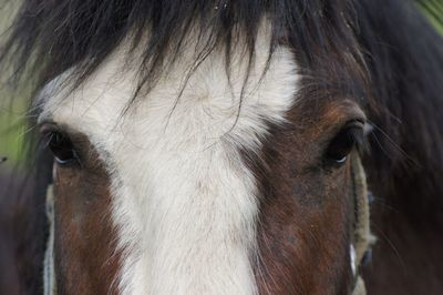 Close-up of horse