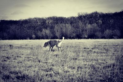 Horse on field against sky