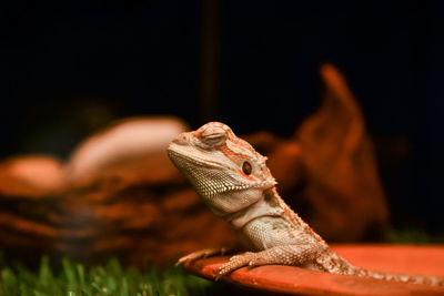 Close-up of lizard