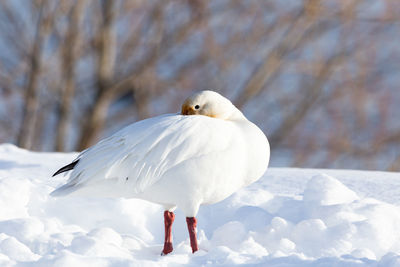 Side closeup view of snow goose standing resting in fresh snow in winter