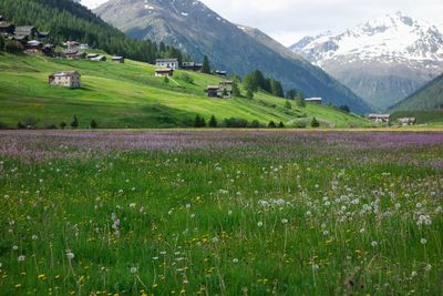 Scenic view of grassy field against mountains