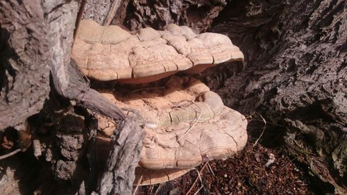 Close-up of rock formation