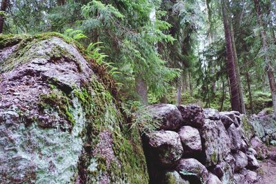 Moss growing on rocks in forest