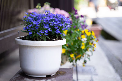 Flowers in pots with sunlight in the warm morning.