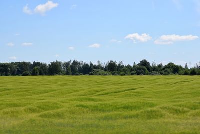 Scenic view of field against sky