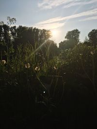 Plants and trees on field against sky during sunset