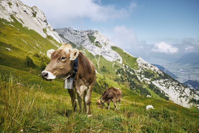 Cows with bell grazing against valley and mountains. beautiful landscape under mount pilatus. 