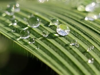 Close-up of water drops on leaves