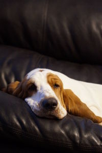 Close-up portrait of dog relaxing on bed at home