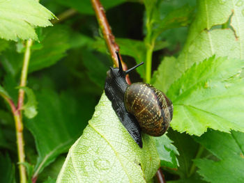 Close-up of snail on plant