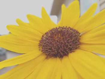 Close-up of yellow flower