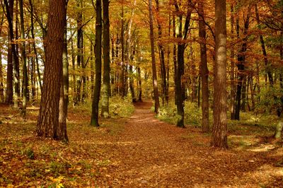 Trees growing in forest during autumn