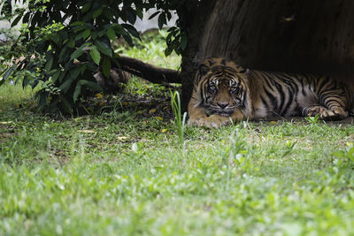 Portrait of tiger resting under tree