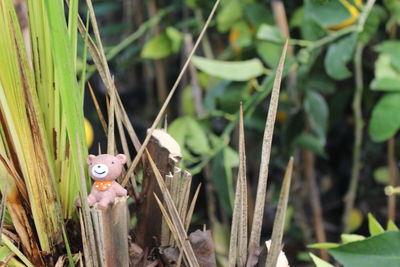 Close-up of a reptile on a field