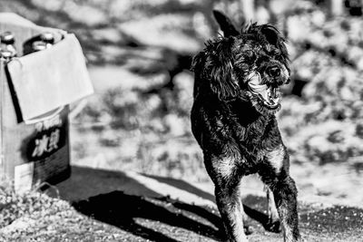 Close-up of dog on field