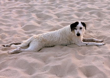High angle view of dog resting on sand