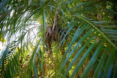 Close-up of palm trees