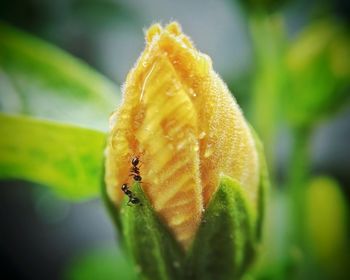 Close-up of insect on flower