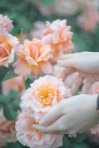 Close-up of hand holding flowering plant