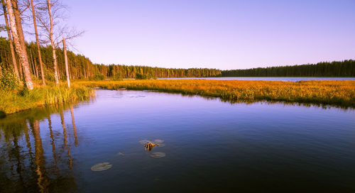 Scenic view of ducks swimming in lake against sky