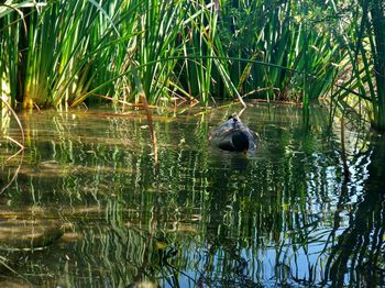 Duck swimming in lake