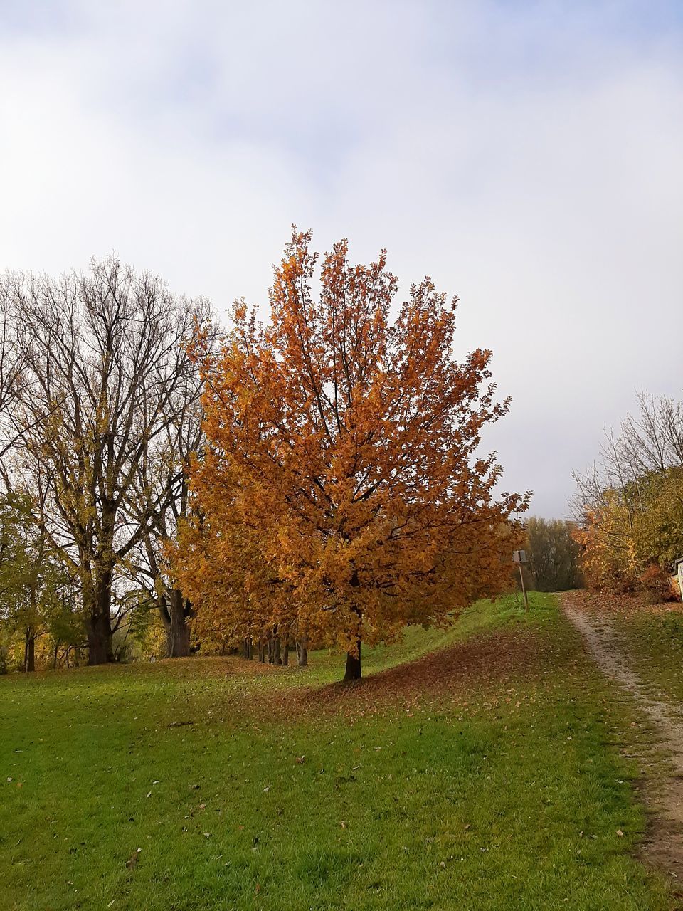 TREES ON FIELD AGAINST SKY