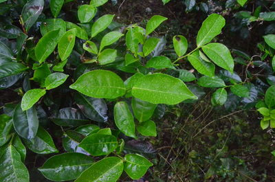 High angle view of raindrops on leaves