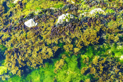 High angle view of moss growing in lake