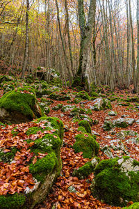 Plants and trees in forest during autumn