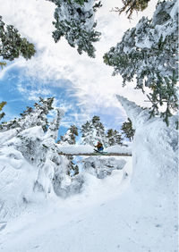 Snow covered plants against sky