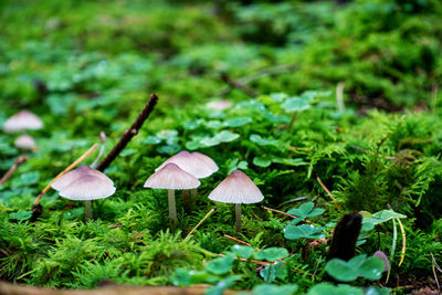 Close-up of mushrooms growing on land