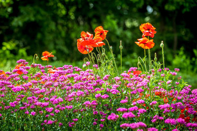 Close-up of purple flowering plants on field