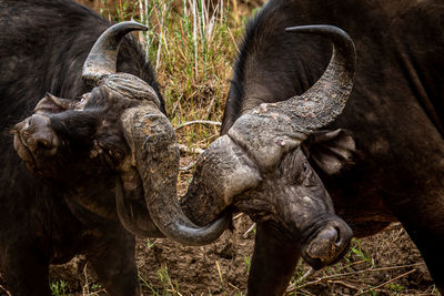 Close-up of a buffalo