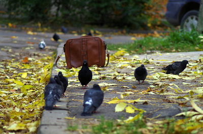 Close-up of birds in water