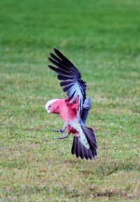 Close-up of bird flying over field