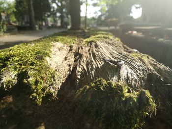 Close-up of moss growing on tree trunk in forest