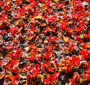 High angle view of red maple leaves on plant during autumn