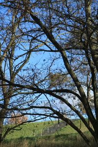Bare trees on field