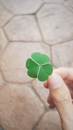 Close-up of hand holding clover on footpath