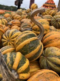 Full frame shot of pumpkin