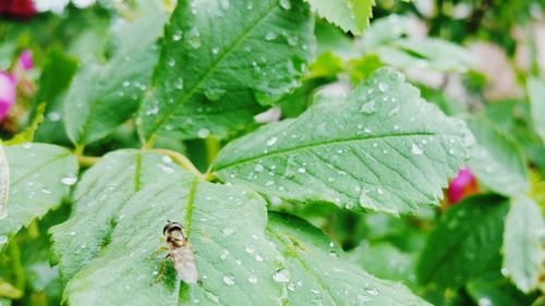 Close-up of water drops on leaf